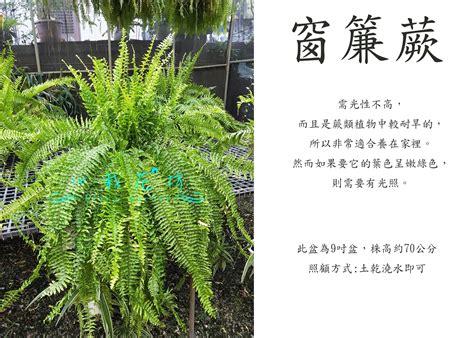 植物窗簾|窗簾蕨：為居家空間增添綠意的天然屏障 – 植物盆栽綠寶典